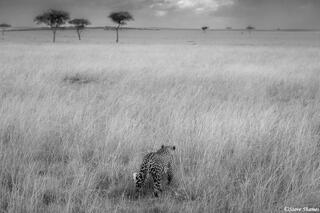 African-Serengeti Plains Leopard