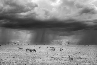 African-Serengeti Plains Rainstorm
