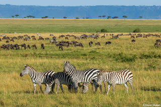 African-Serengeti Scene
