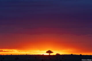 African-Serengeti Sunset