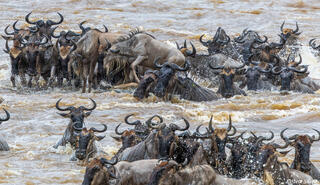 African-Swimming Wildebeests