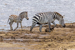 African-Tired Zebra