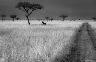 African-Topi in Grass
