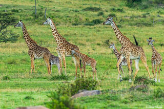 African-Tower of Giraffes