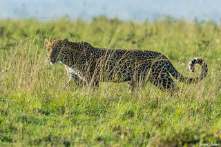 African-Walking Leopard