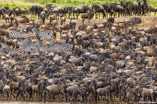 African-Wildebeests and Zebras