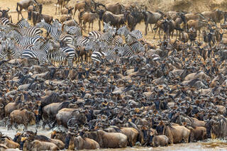 African-Wildebeests Entering River
