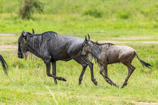 African-Wildebeests Running