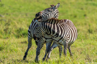 African-Wrestling Zebras
