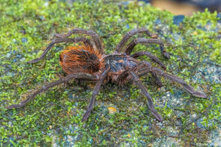 Amazon Tarantula