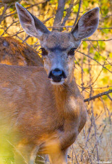 American River Parkway Deer