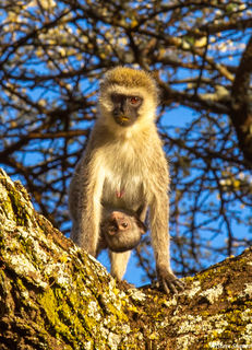 Baby Monkey Hanging