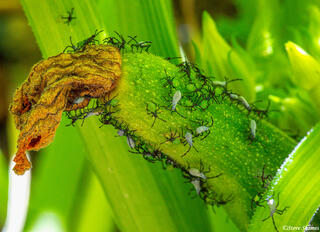 Backyard Squash Beetles
