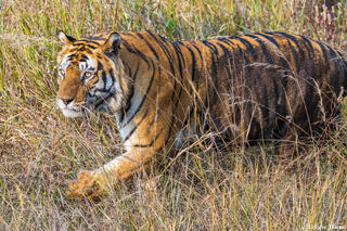 Bandhavgarh Tiger