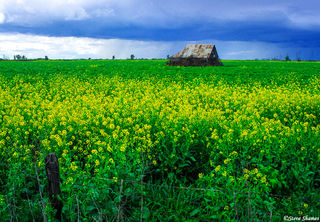 Barn in Mustard Field
