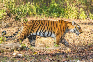 Beautiful Tiger Walking