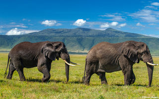 Big Bull Elephants