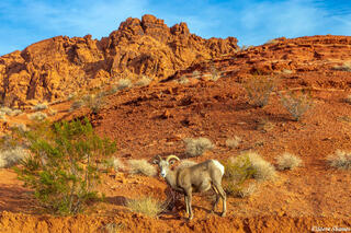 Bighorn Sheep Posing