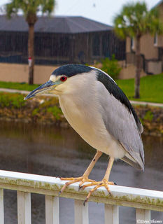 Bird in the Rain