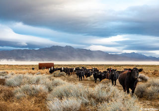 Black Rock Desert Cows