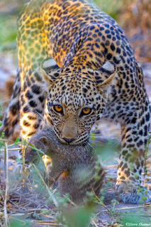 Botswana-African Leopard