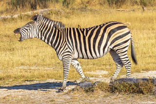 Botswana-Braying Zebra