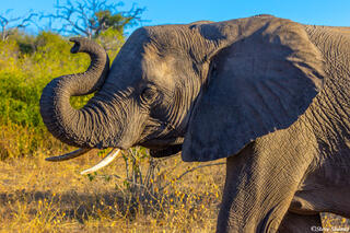 Botswana-Curled Elephant Trunk