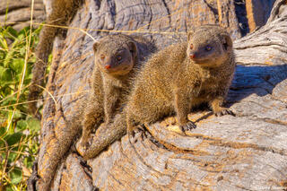 Botswana-Dwarf Mongoose