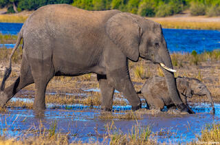 Botswana-Elephant Mother and Calf