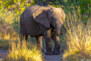 Botswana-Elephant Straight Ahead