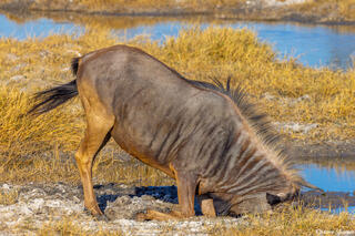 Botswana-Face in the Mud