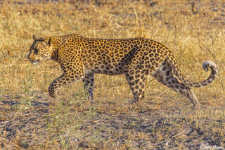 Botswana-Leopard on the Move