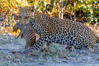 Botswana-Leopard With Mongoose