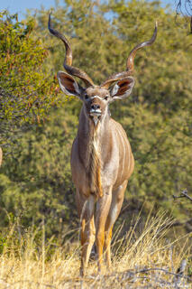 Botswana-Male Kudu