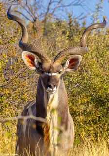 Botswana-Male Kudu Portrait