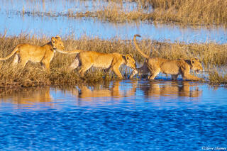 Botswana-Marsh Lion Cubs