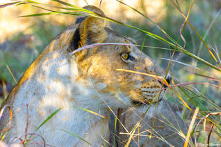 Botswana-Moremi Lioness in Grass