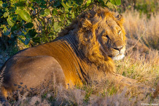 Botswana-Savuti Lion Relaxing