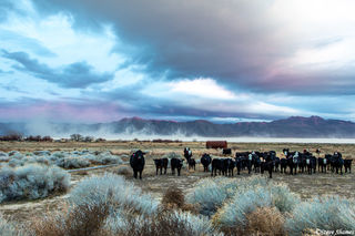 Burning Man Cows