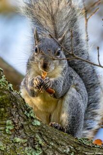 Bushy Tailed Squirrel