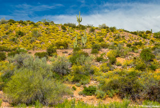 Cactus Hill