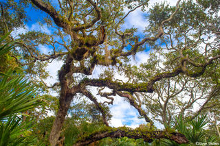 Canaveral Tree Branches