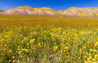 Carrizo Colors