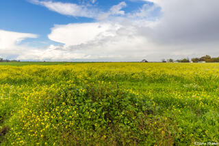 Catlett Road Springtime