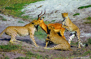 Cheetah Posing With Impala