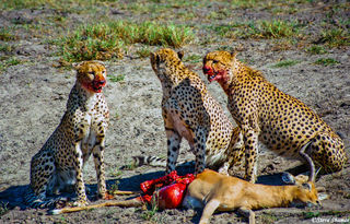 Cheetahs With Bloody Faces