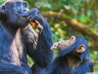 Chimp Eating Monkey Hand