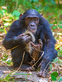 Chimp With Monkey Tail