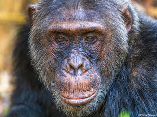 Chimpanzee Portrait