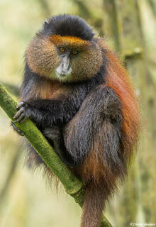 Colorful Golden Monkey
